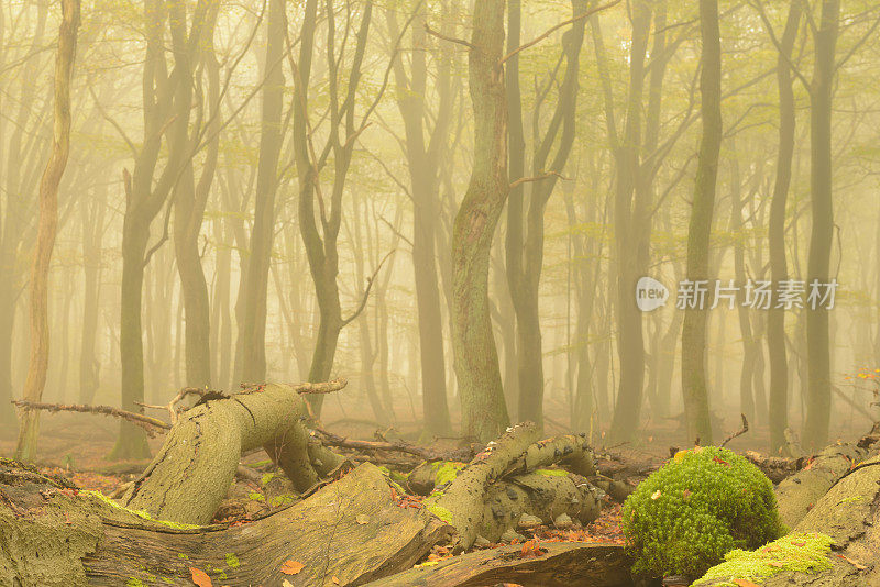 秋天山毛榉森林雾