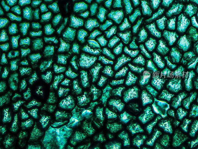 蕨类原植物细胞的显微镜观察