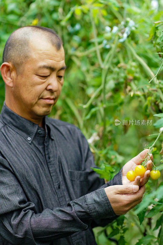 在温室里的农民