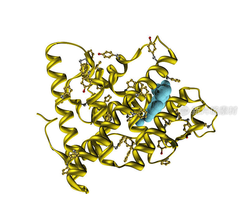 雌二醇与雌激素受体的结合