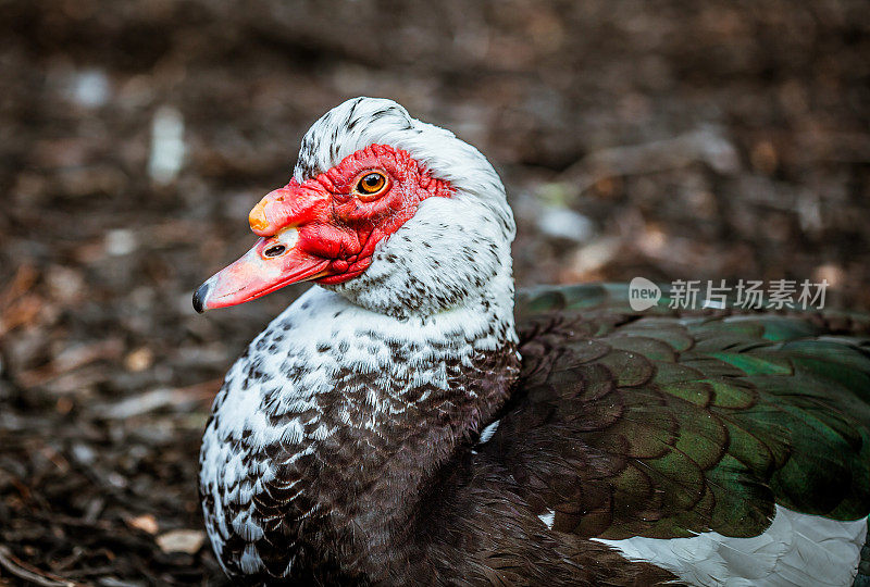 莫斯科鸭子的肖像