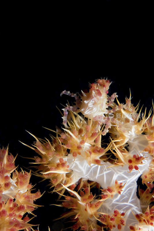 完美的伪装:软珊瑚蟹，布肯岛，北苏拉威西，印度尼西亚