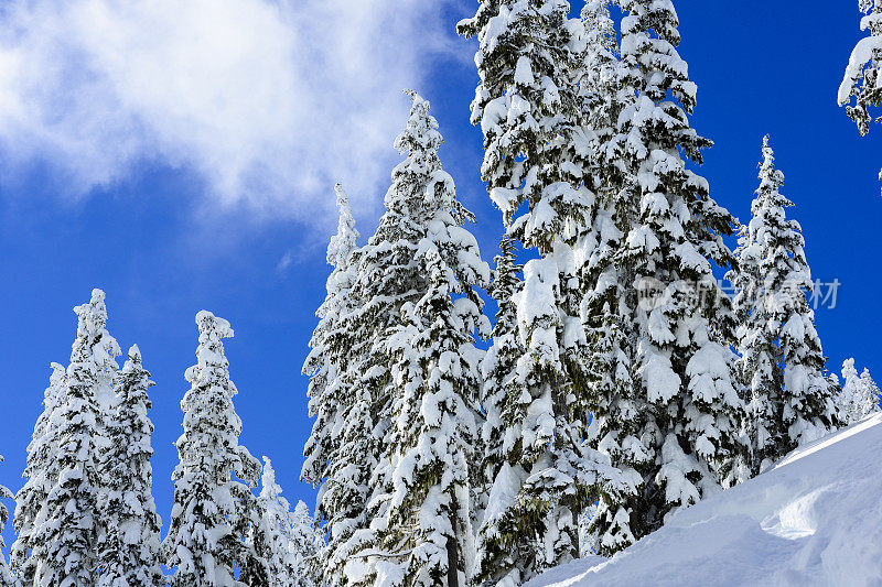 雪树