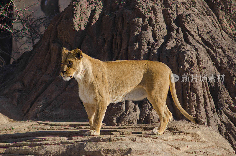 母狮子，Panthera狮子座