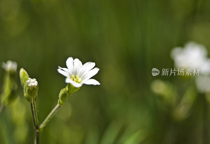 单瓣小的白色毛蕊花