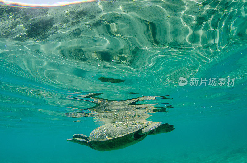 海龟要浮出水面