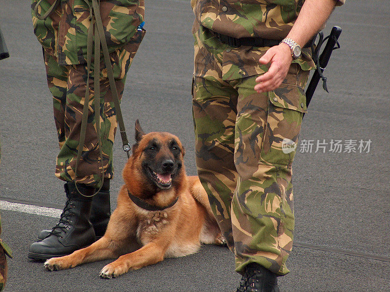 马里努阿犬监管机构