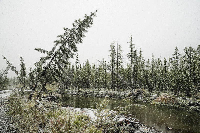 针叶林，秋天，雪，秋天，东西伯利亚，雅库特(Oymyakonsky区)