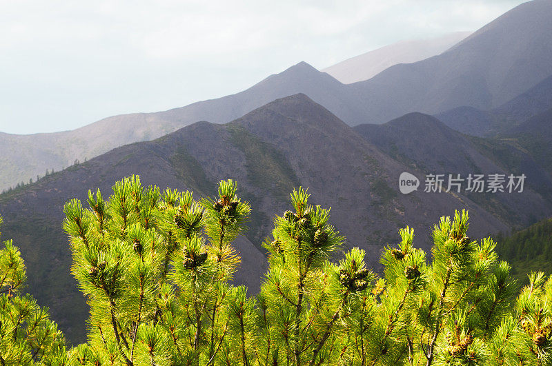 东西伯利亚山脉(雅库特)的雪松