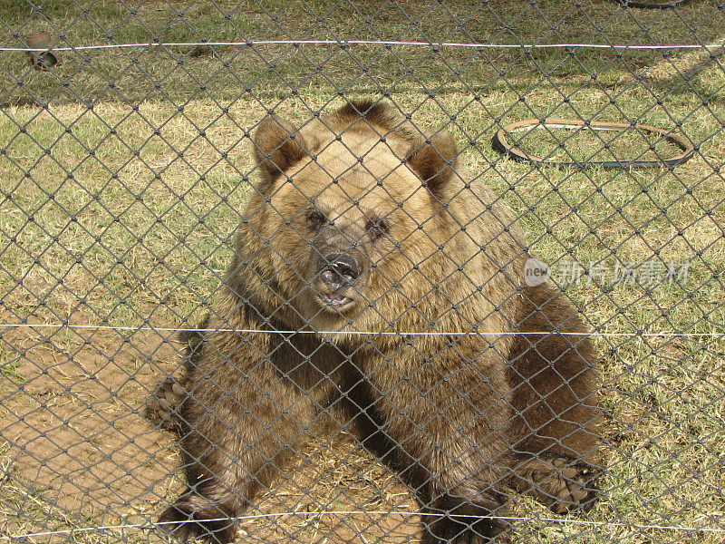 关在笼子里的棕熊