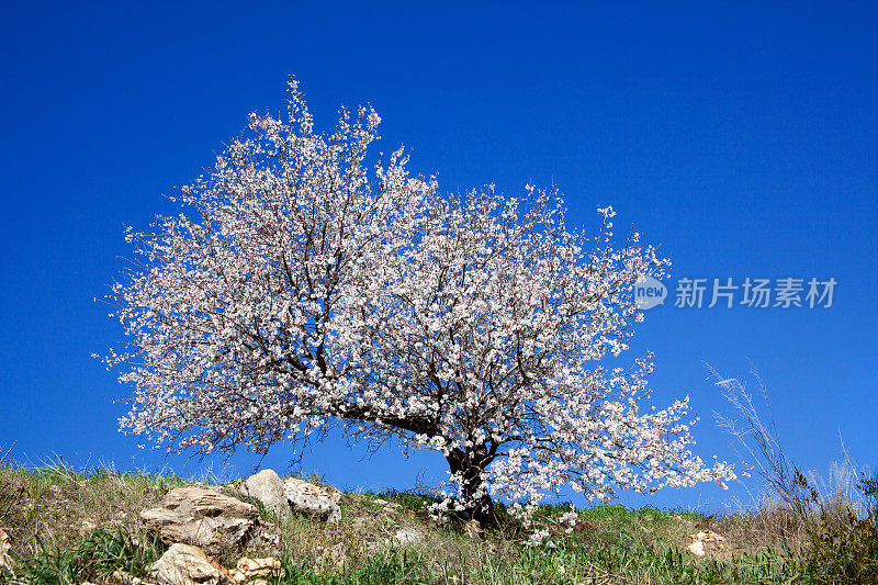 杏仁树开花