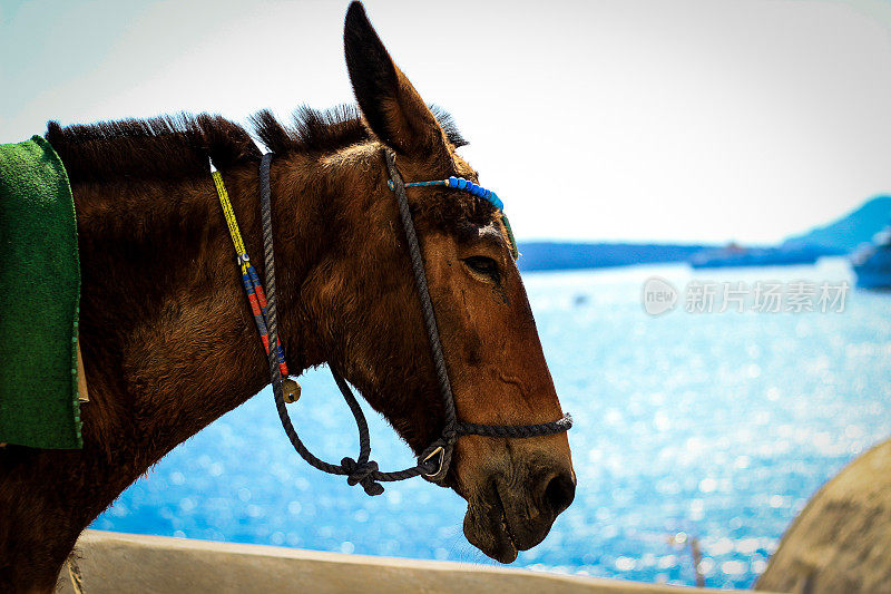 圣托里尼岛的快乐驴