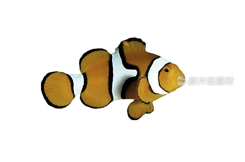 小丑鱼与白色和黑色条纹在白色背景