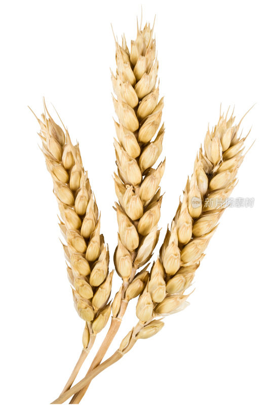 耳朵的小麦
