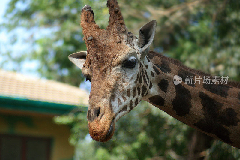 长颈鹿的头