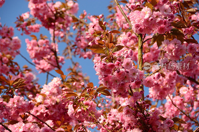 近距离的开花东方樱桃树。
