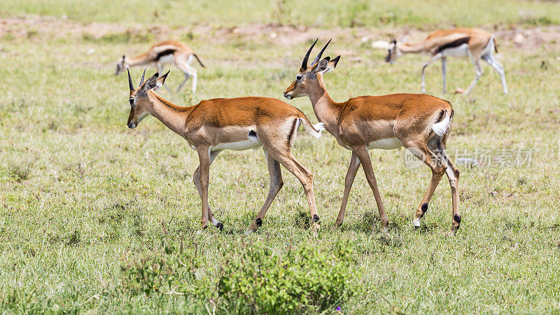 格兰特是Gazelles