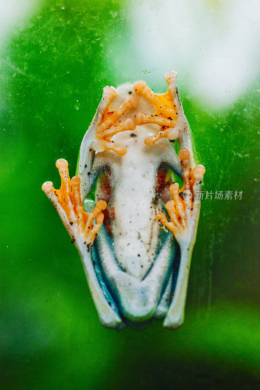 交配的哥斯达黎加树蛙从下面看