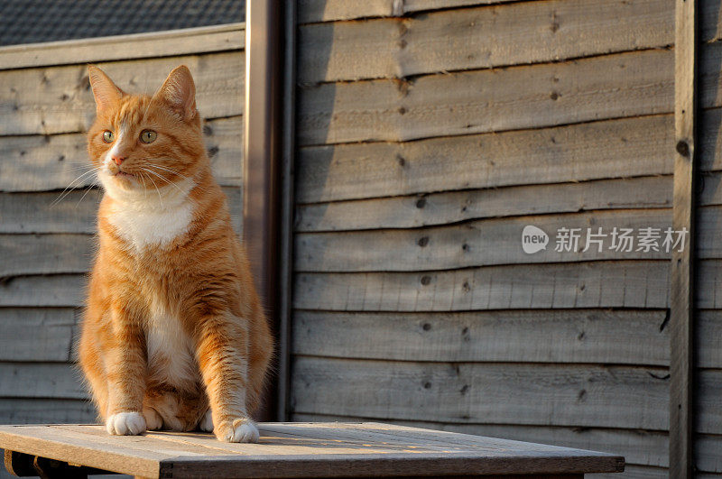 桌子上的猫