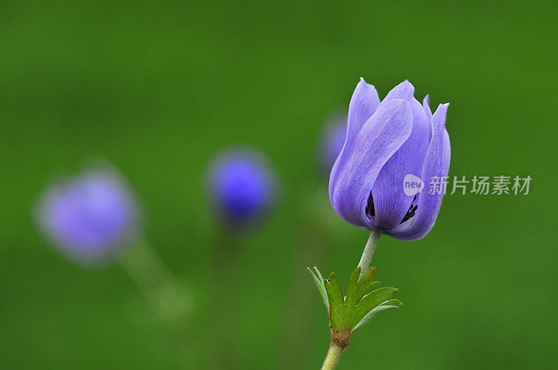 阿内蒙冠状动脉