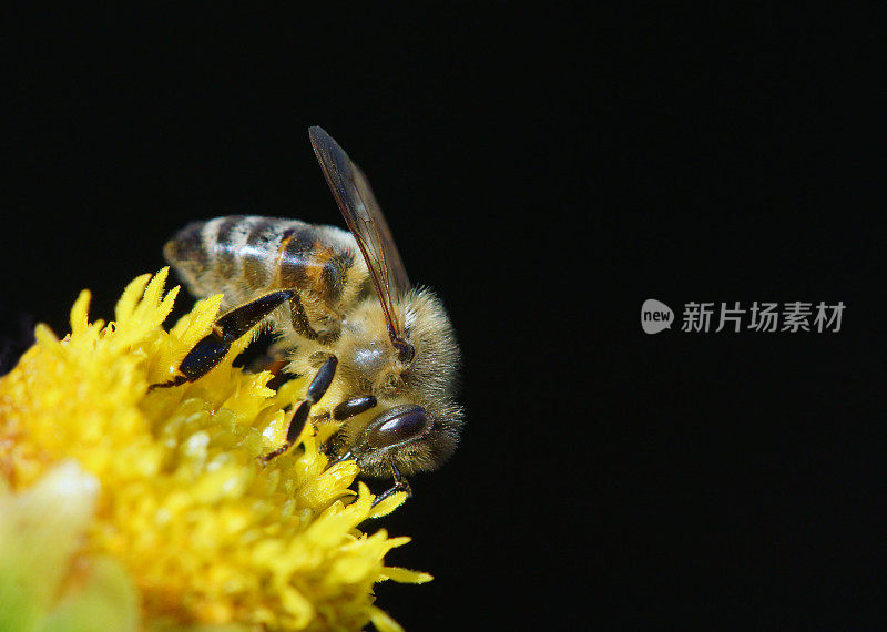 蜜蜂在大丽