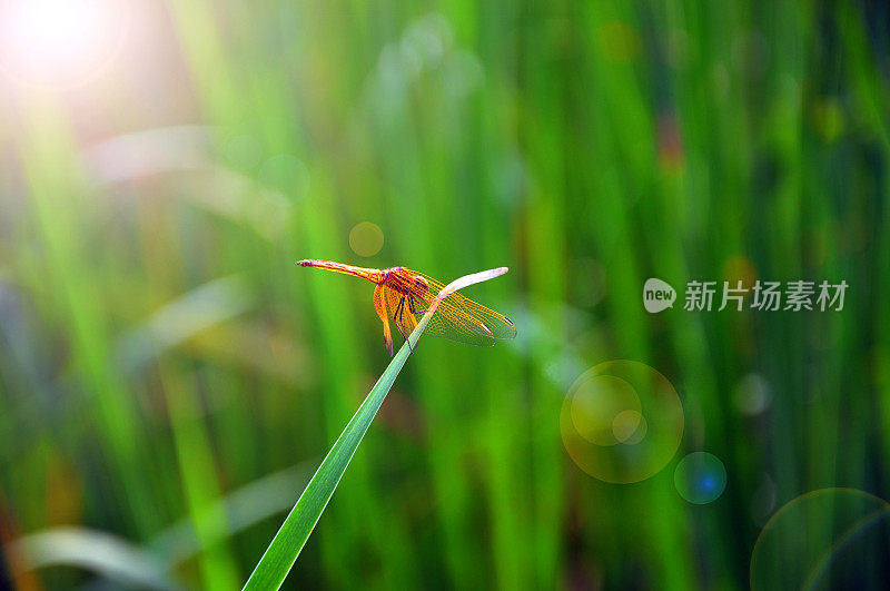 蜻蜓在水生植物