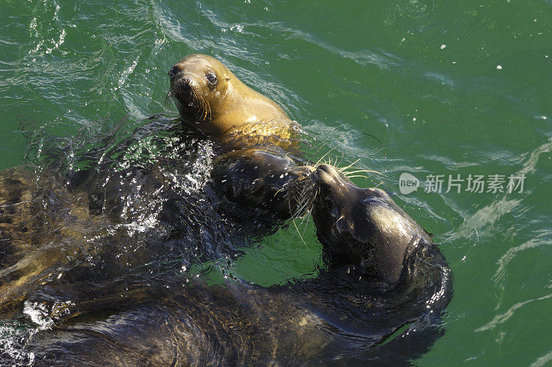 一起游泳的野生海狮