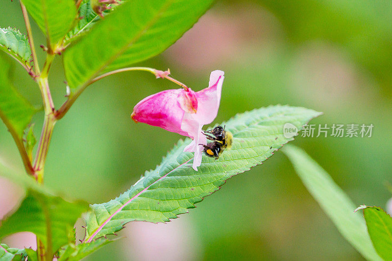 蜜蜂和不耐烦的腺，花