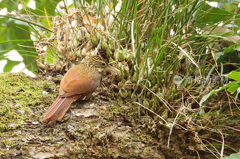 象牙喙woodcreeper