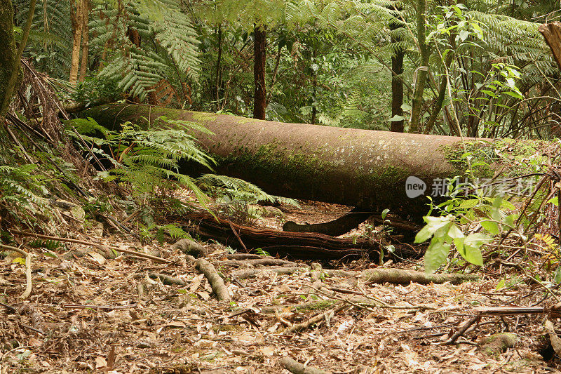 一棵大树挡住了一条森林小径。Kaimai山脉，新西兰