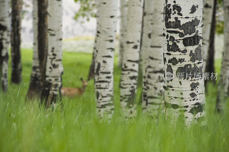 在夏季科罗拉多山脉的白杨林中的骡鹿