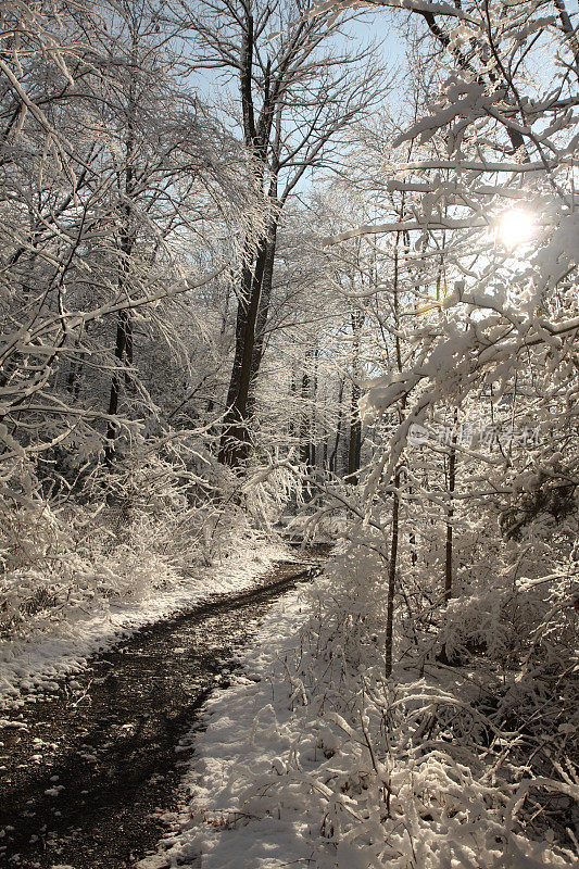 阳光灿烂的雪道