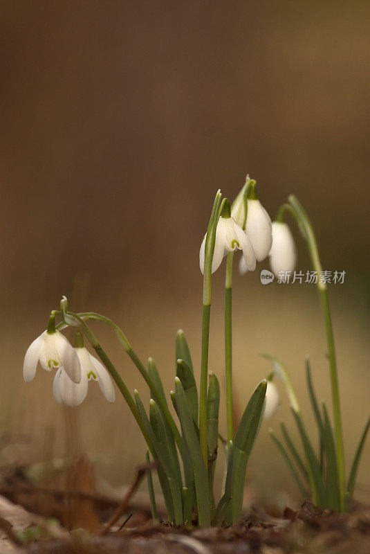 雪花莲