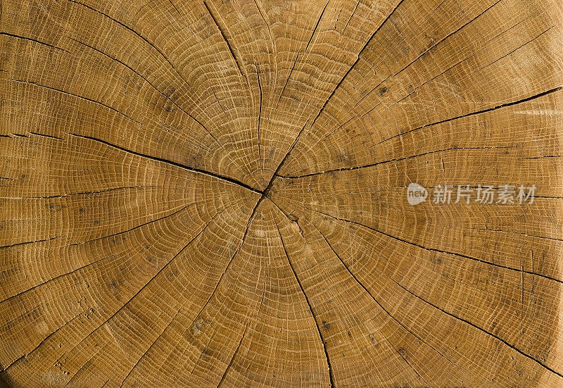高分辨率树干轮廓来自老，干燥的德国橡木。