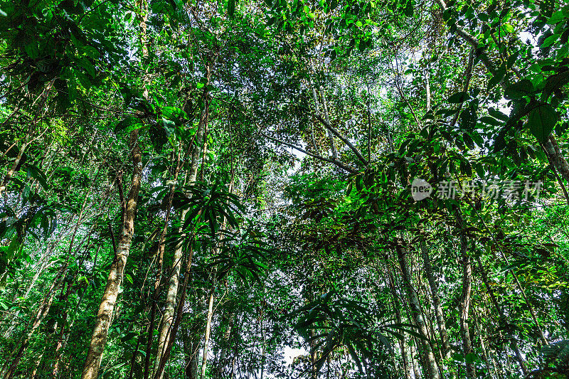 巴西的亚马逊雨林