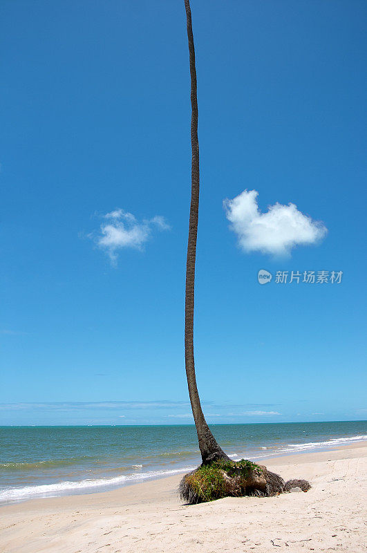 海滩上罕见的棕榈树(巴西)