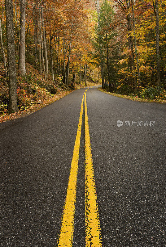 穿越雨林的道路