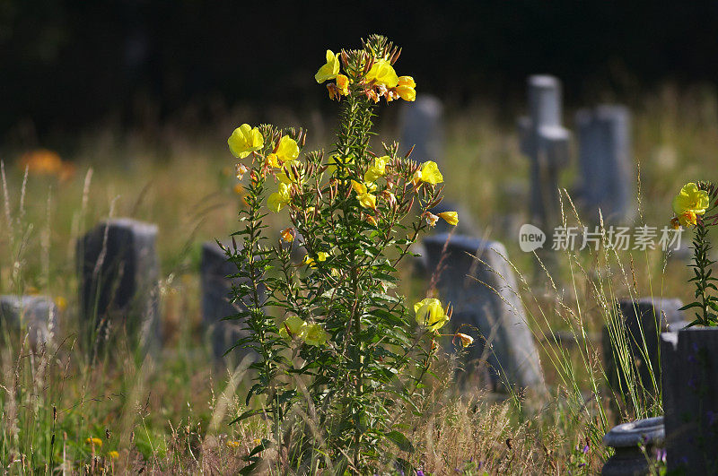 月见草是死亡中的健康象征