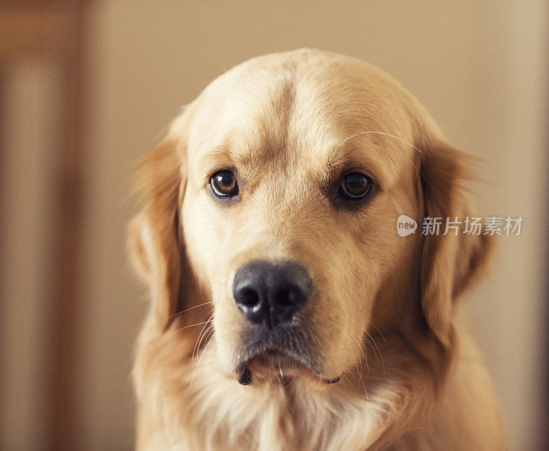 金毛猎犬