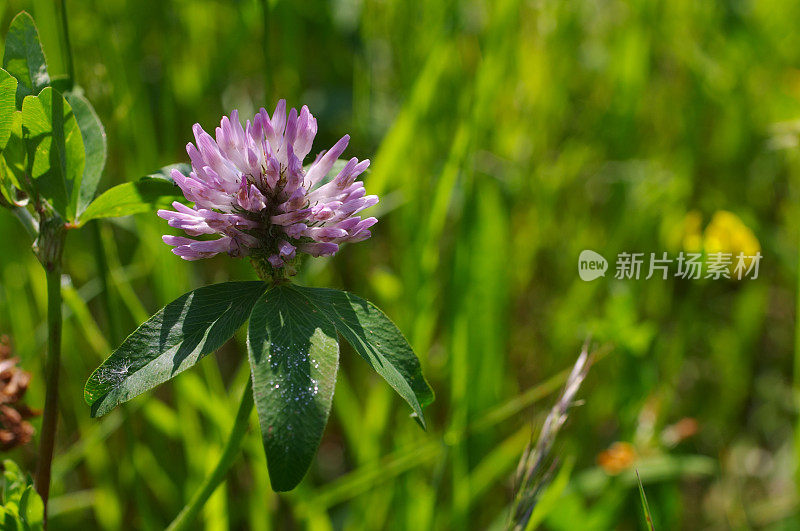 红色三叶草花在近处