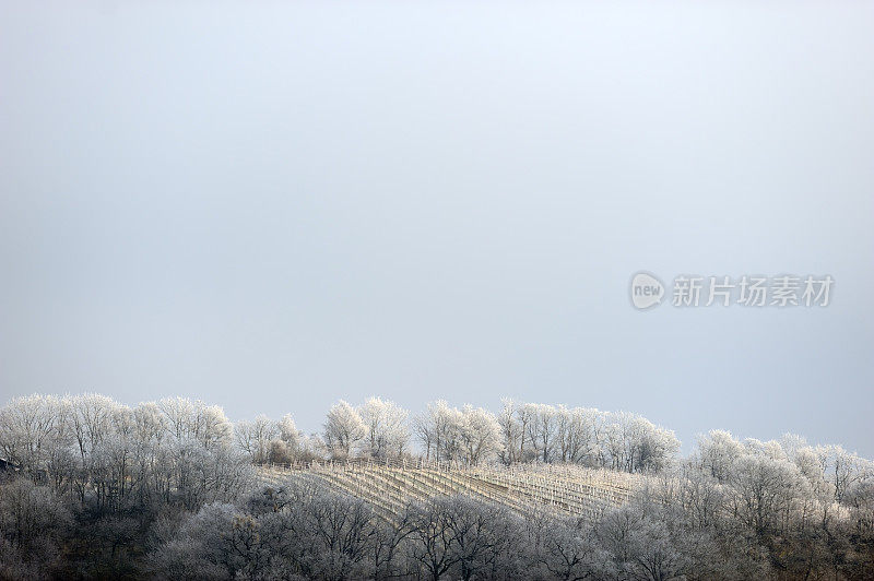 山脊上结霜的树木和葡萄园