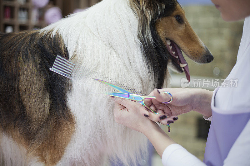 边境牧羊犬正在用剪刀和梳子梳理