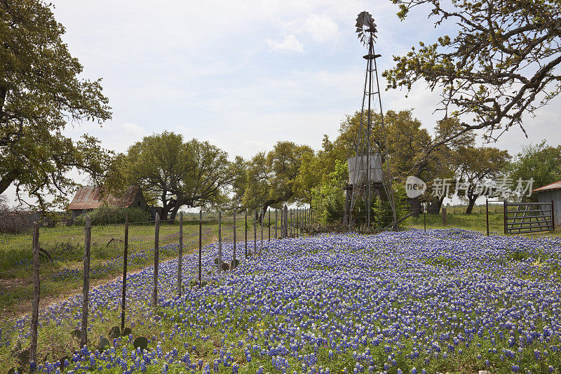 风车，谷仓，和德州山区的矢车菊