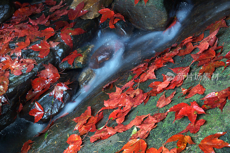 秋天的颜色与枫叶和瀑布