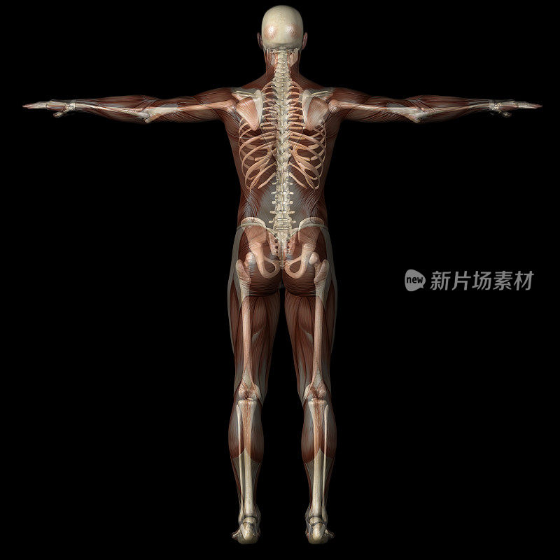人的身体，透明的肌肉和骨骼
