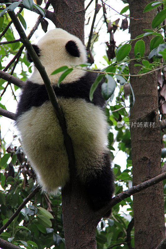 小熊猫在树上——碧峰峡中国