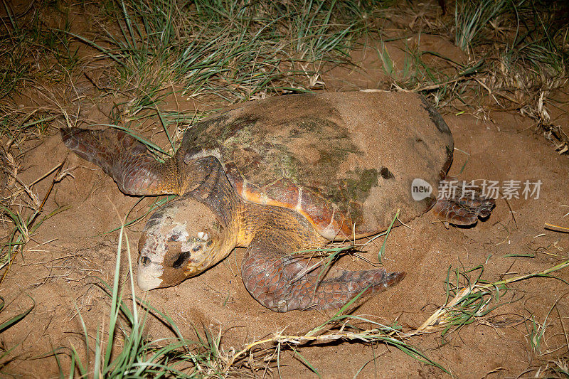 澳大利亚昆士兰州，沙上筑巢的红海龟