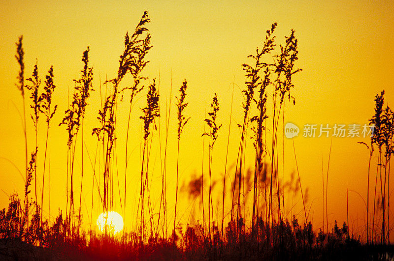 日落和海燕麦