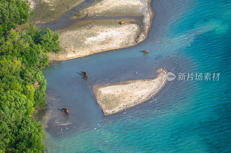 四只熊在湖边钓鱼