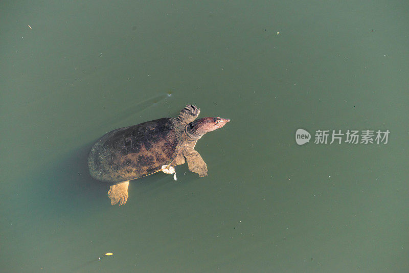 游泳绿松石